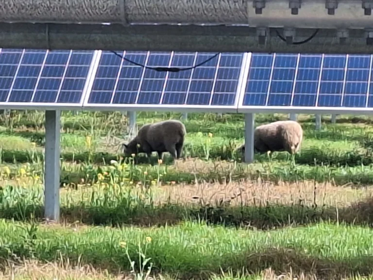 Ovejas pastoreando bajo paneles solares