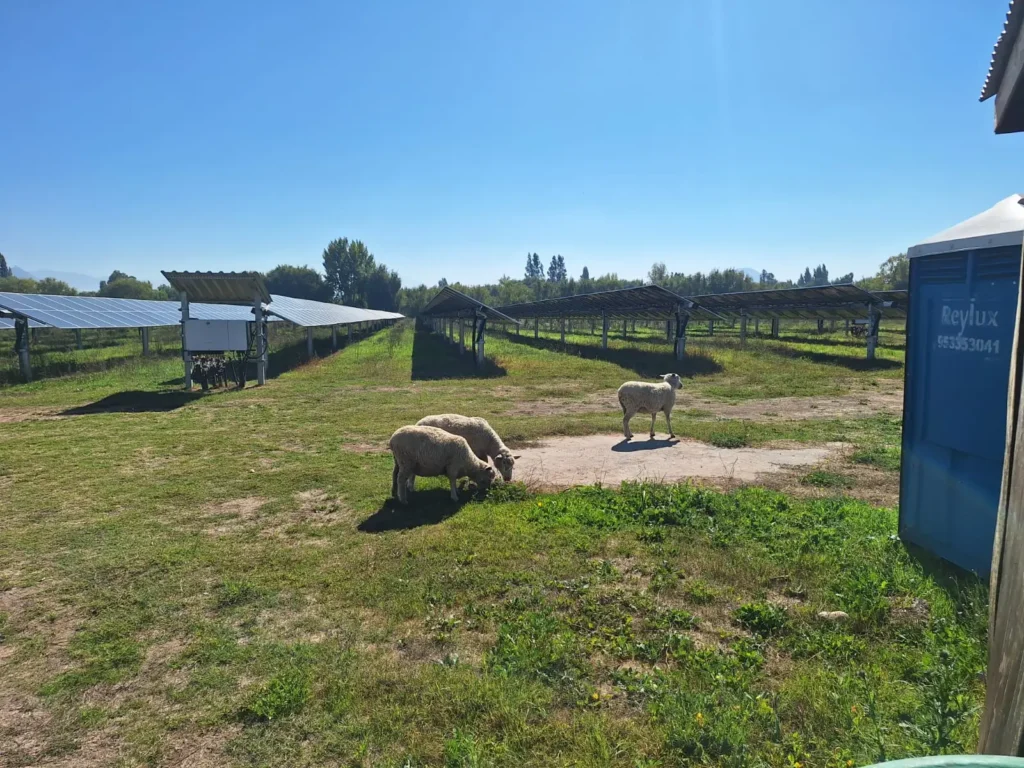 Ovejas pastoreando junto a paneles solares
