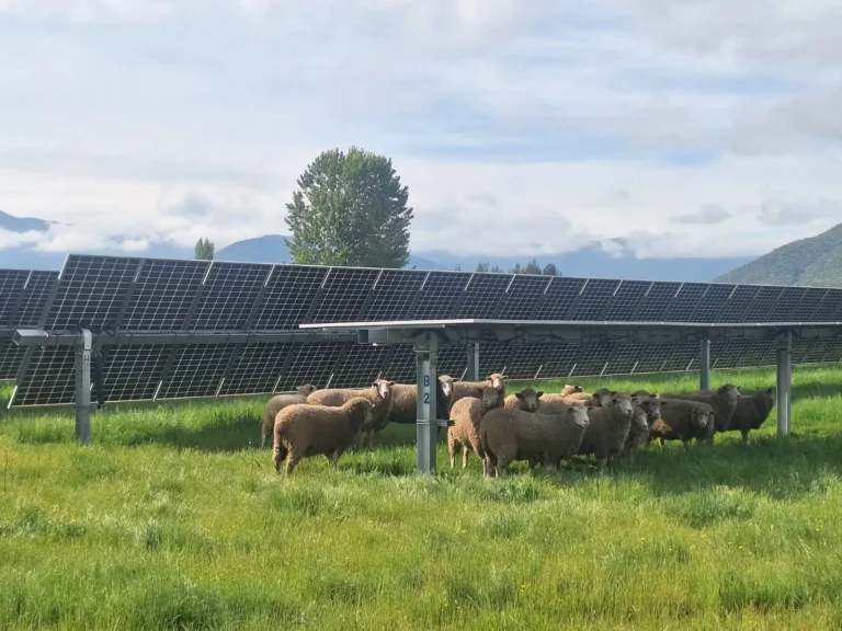 Rebaño ovino en planta solar